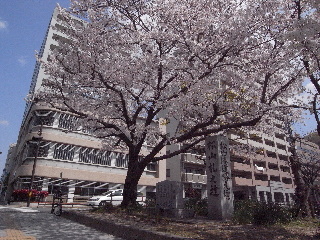 私が好きな札の辻の桜
